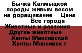 Бычки Калмыцкой породы живым весом на доращивание. › Цена ­ 135 - Все города Животные и растения » Другие животные   . Ханты-Мансийский,Ханты-Мансийск г.